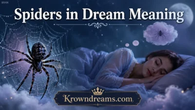 Spiders in Dream Meaning